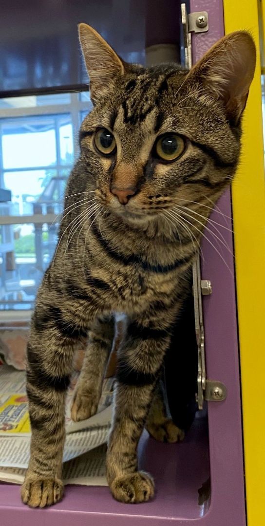 Enlarge Davey* A196417, an adoptable Domestic Short Hair in Plano, TX image 4/6