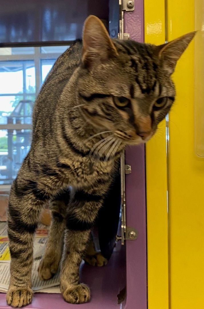 Enlarge Davey* A196417, an adoptable Domestic Short Hair in Plano, TX image 5/6