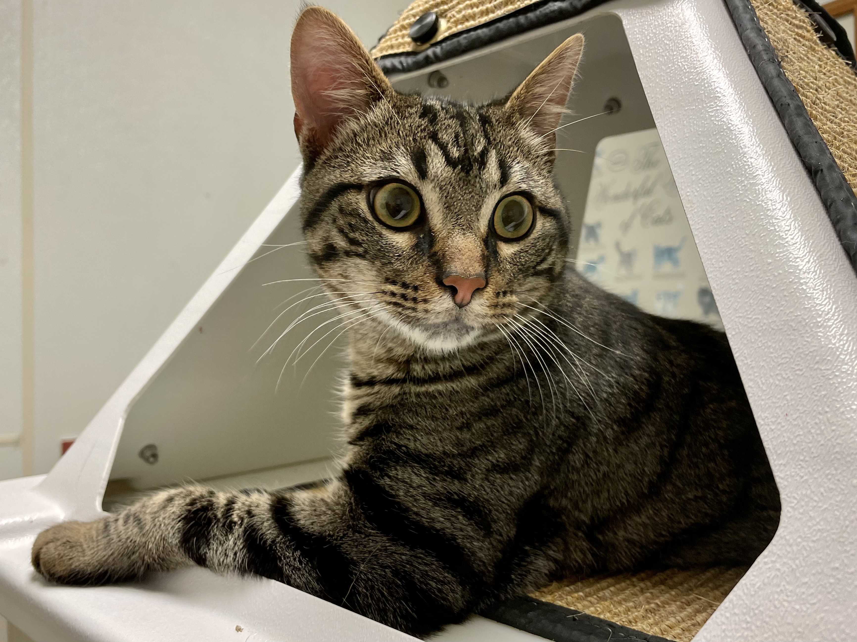 Enlarge Davey* A196417, an adoptable Domestic Short Hair in Plano, TX image 6/6