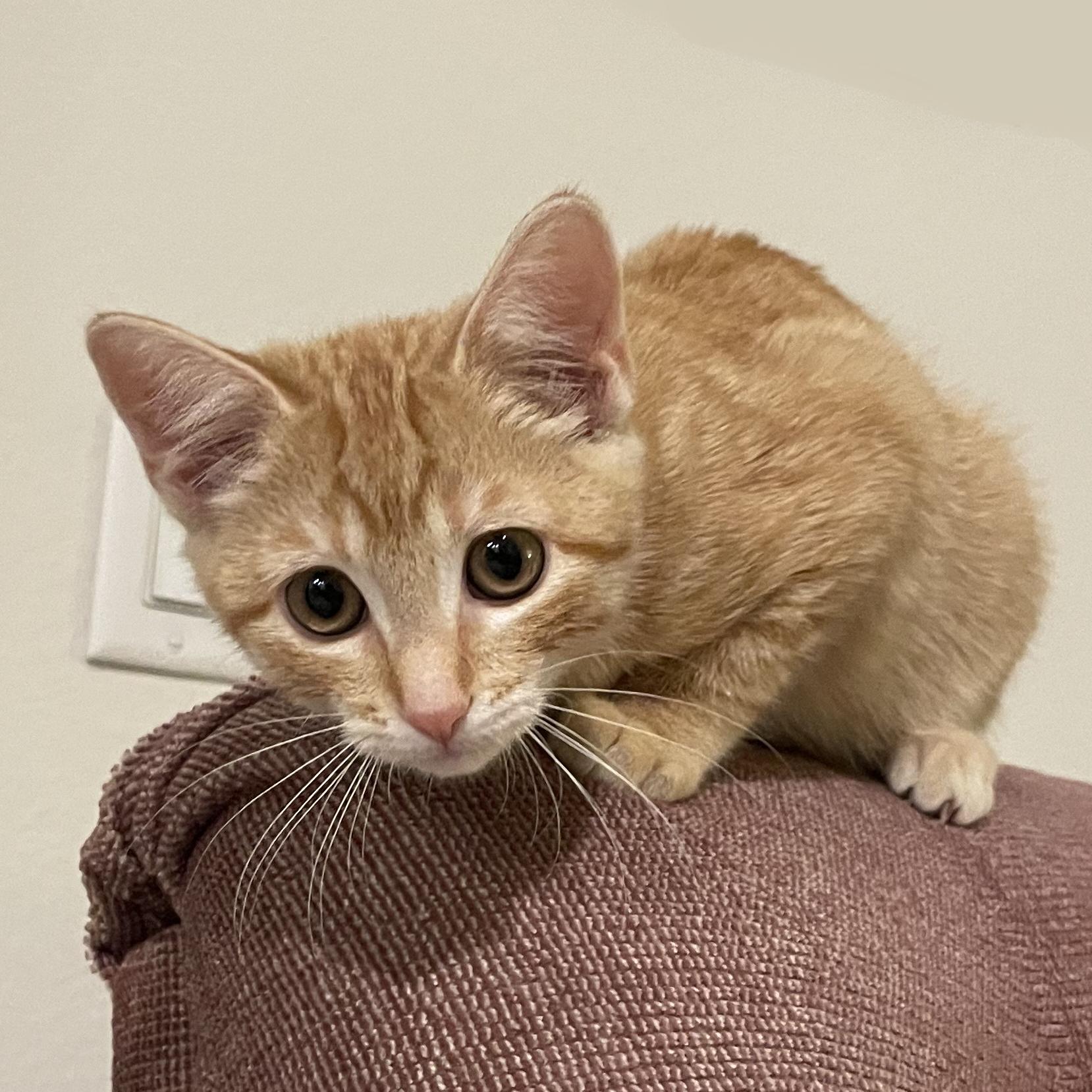 Peach, a Adopted Tabby in Albuquerque, NM image 4/4