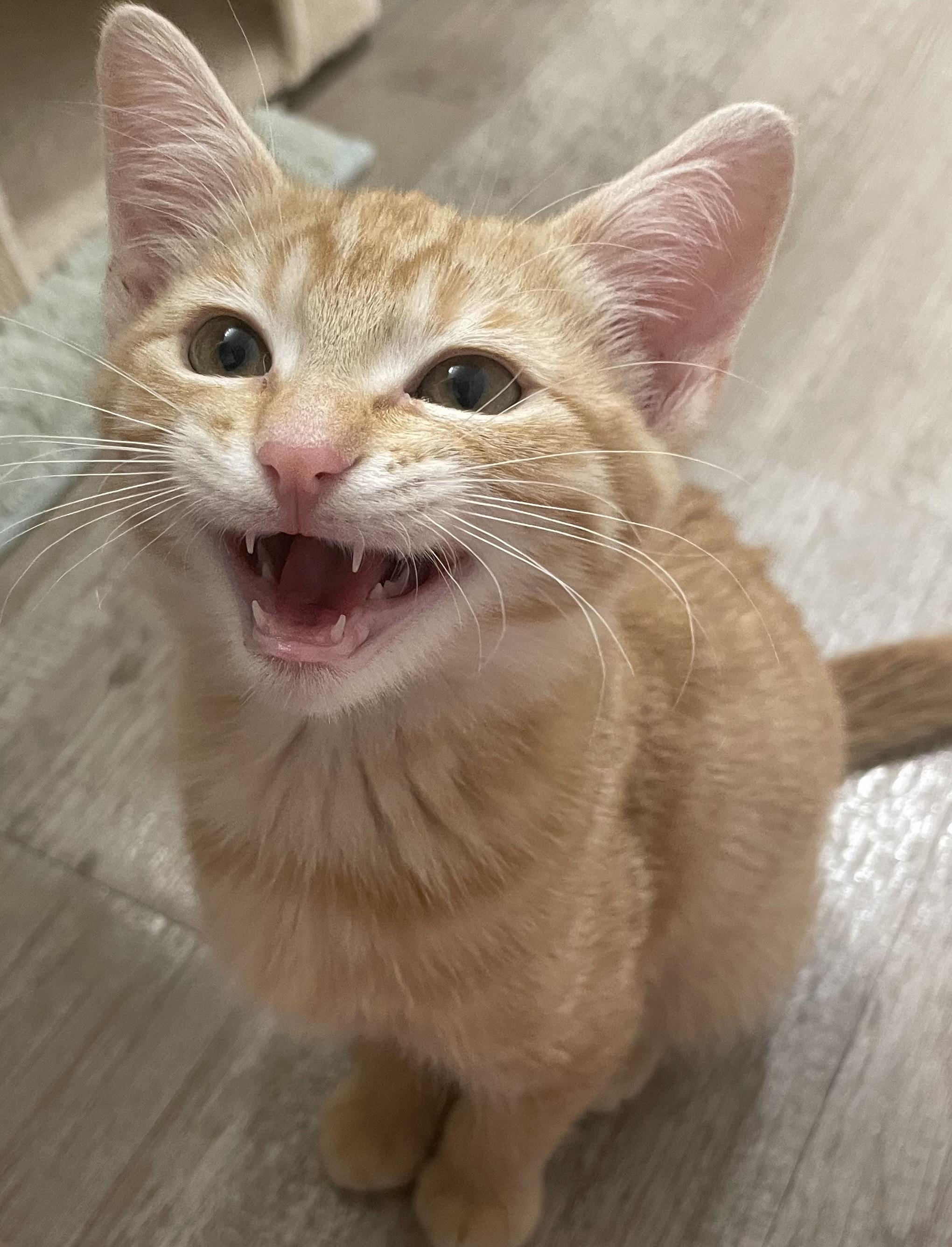 Peach, a Adopted Tabby in Albuquerque, NM image 3/4