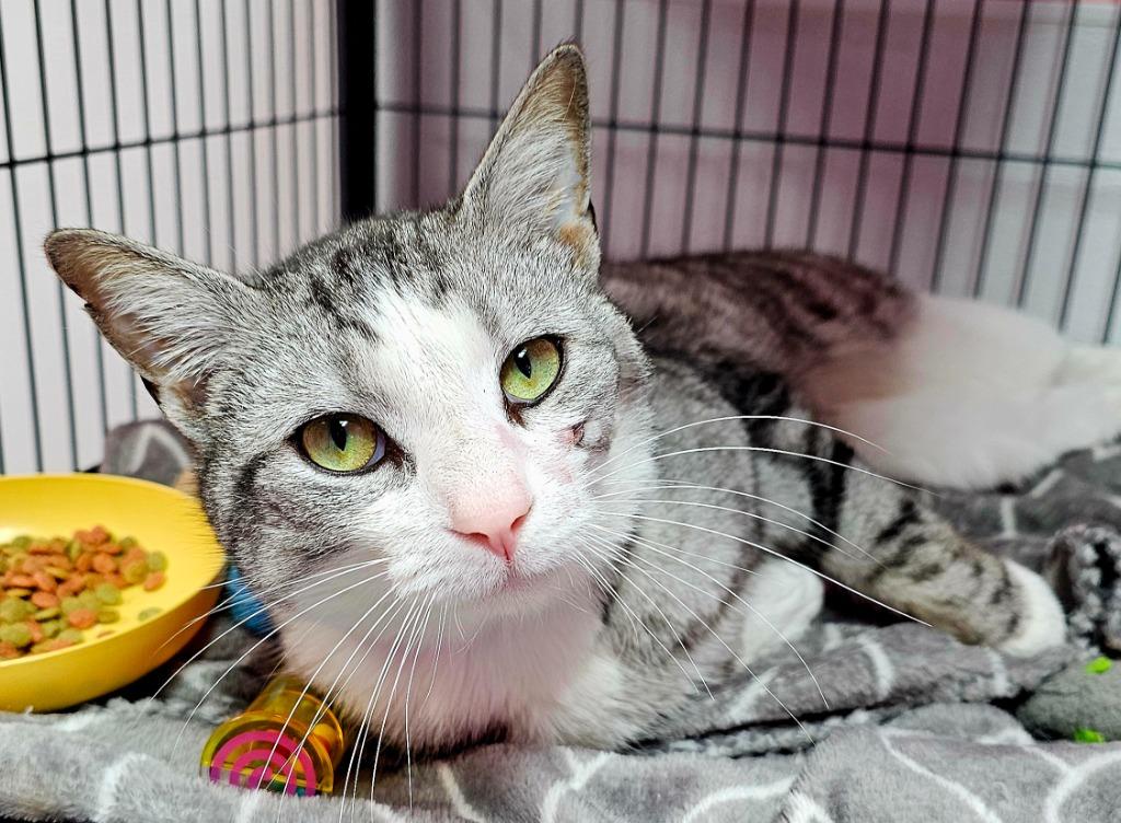 Triton, Adoptable, Adult Male Domestic Short Hair.