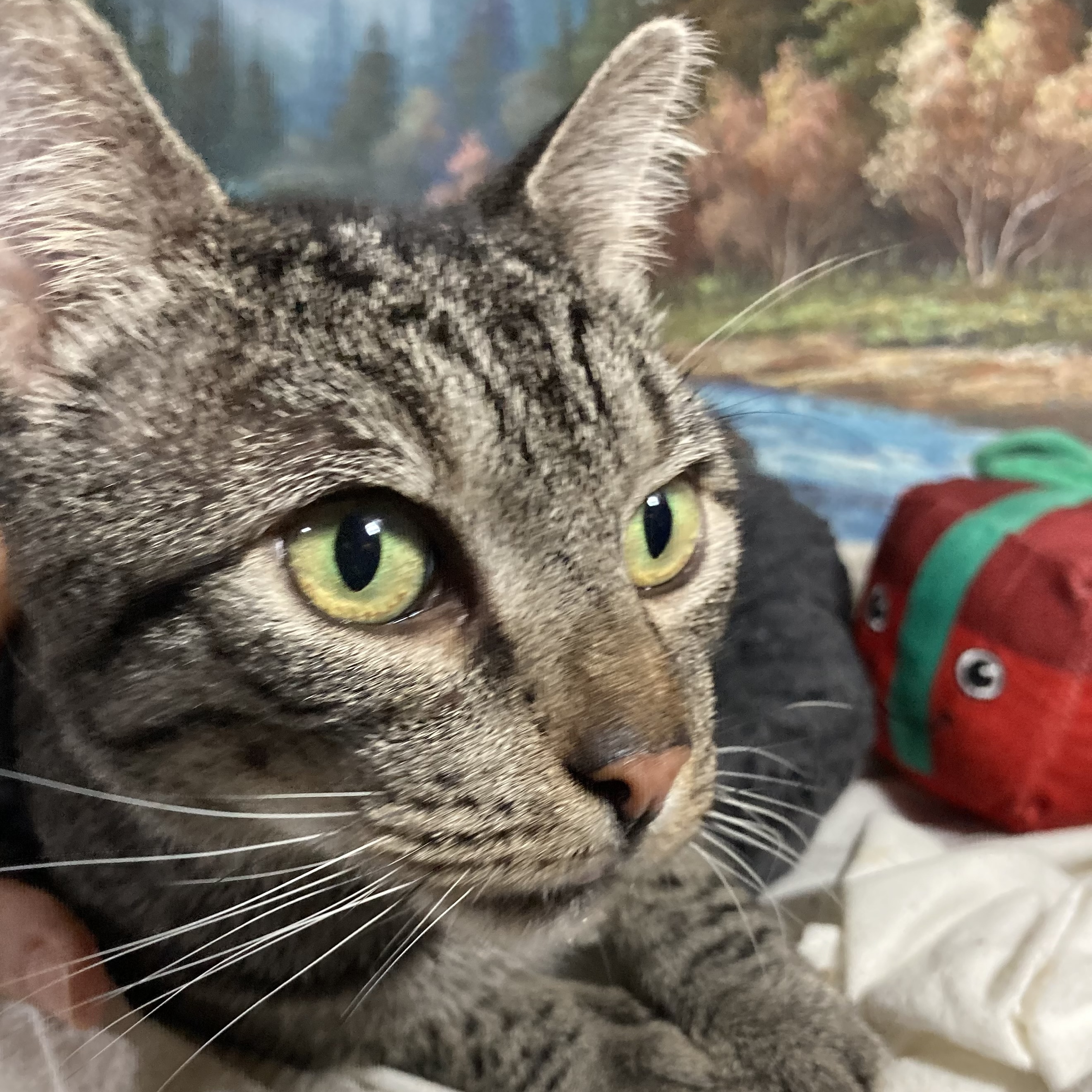 Sleeper, Adoptable, Adult Male Domestic Short Hair.