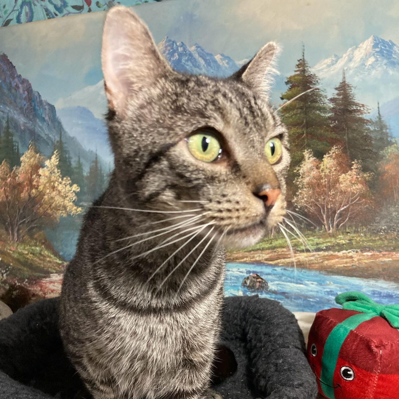 Enlarge Sleeper, a Adoptable Domestic Short Hair in Newark, NJ image 2/3