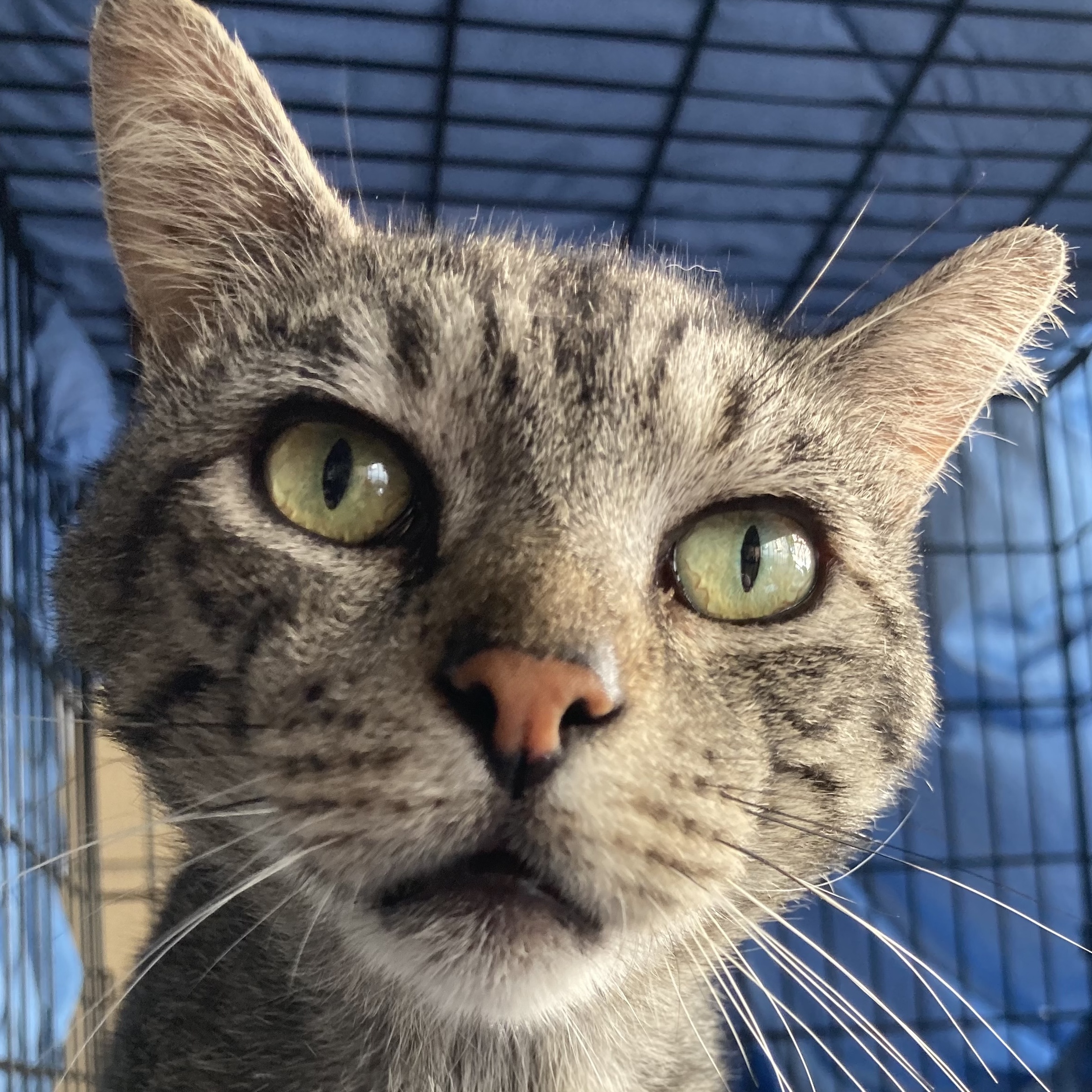 Enlarge Sleeper, a Adoptable Domestic Short Hair in Newark, NJ image 3/3