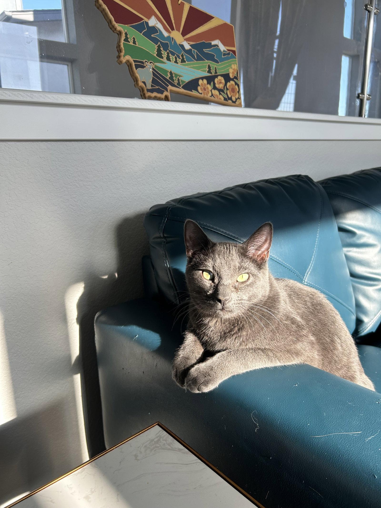Cayenne, Adoptable, Young Female Domestic Short Hair.