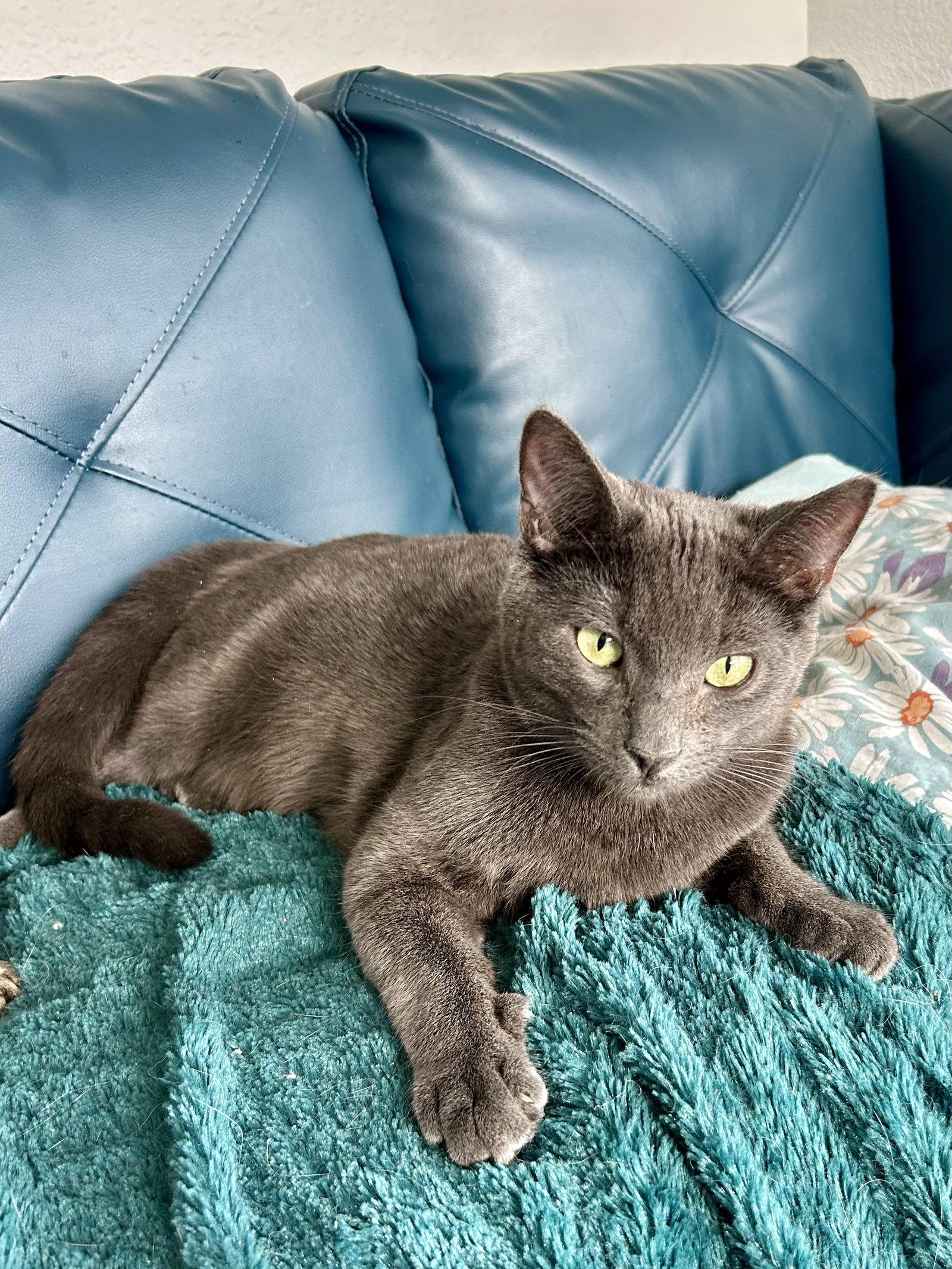 Enlarge Cayenne, a Adoptable Domestic Short Hair in Aurora, CO image 2/2