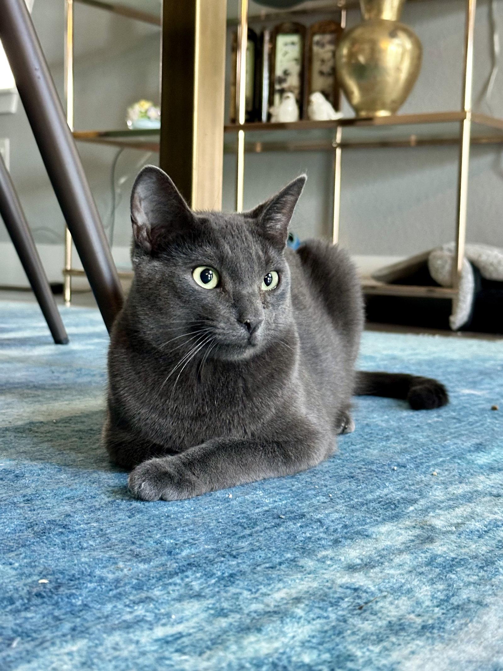 Enlarge Cayenne, a Adoptable mixed breed in Aurora, CO image 3/3