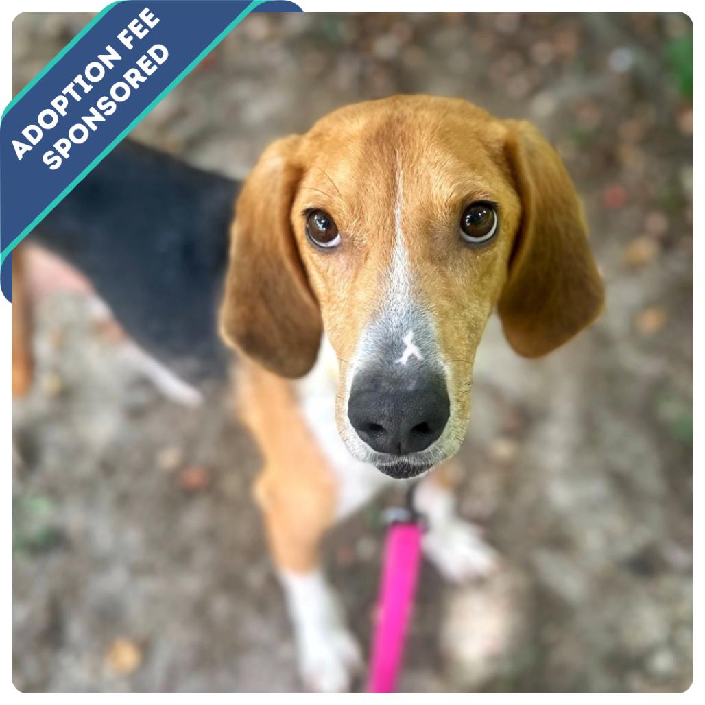 Jack, a Adoptable Mixed Breed in Fredericksburg, VA image 1/6