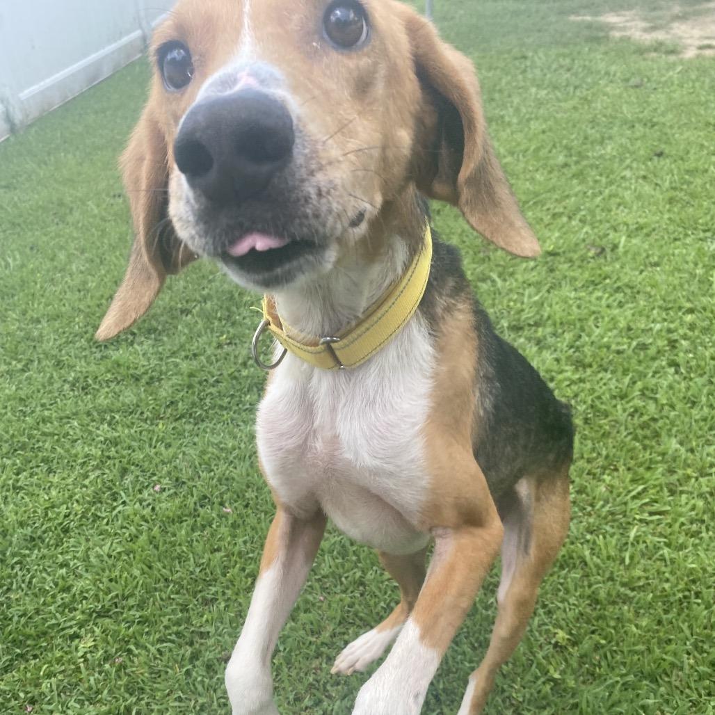 Jack, a Adoptable Mixed Breed in Fredericksburg, VA image 2/6