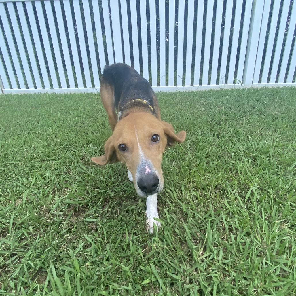 Jack, a Adoptable Mixed Breed in Fredericksburg, VA image 3/6