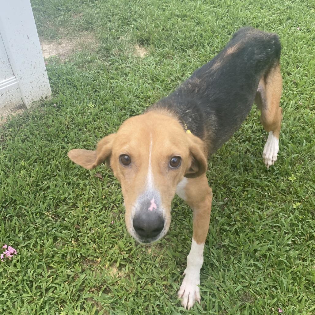 Jack, a Adoptable Mixed Breed in Fredericksburg, VA image 4/6