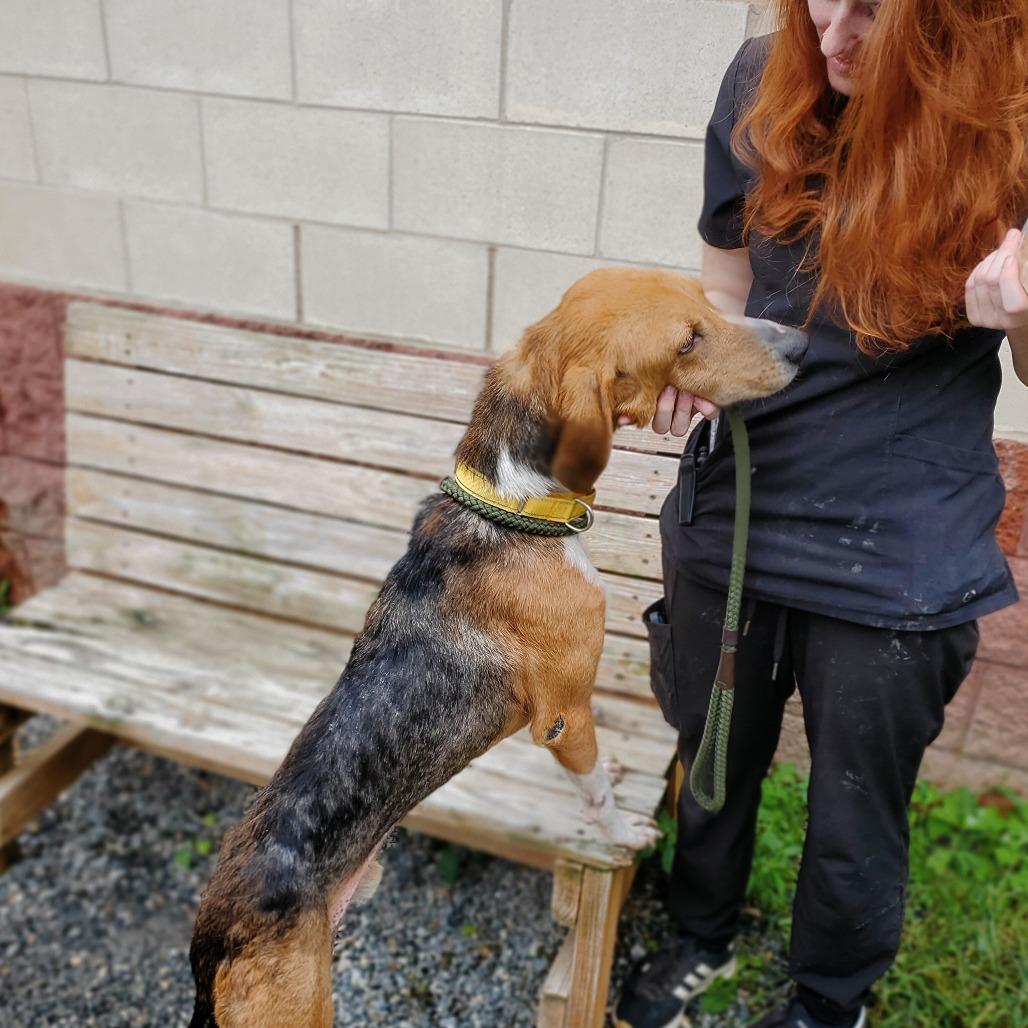 Jack, a Adoptable Mixed Breed in Fredericksburg, VA image 5/6