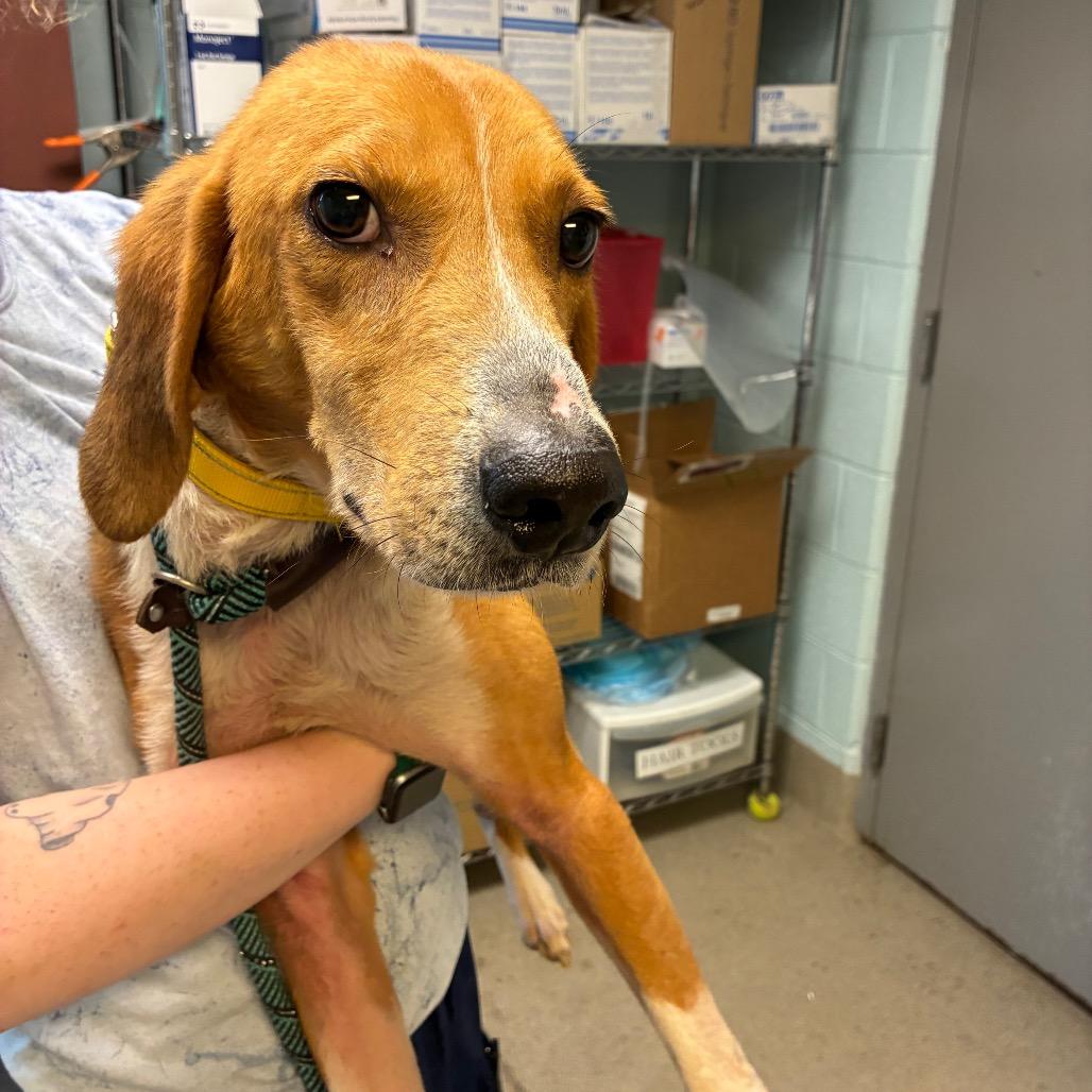 Jack, a Adoptable Mixed Breed in Fredericksburg, VA image 6/6