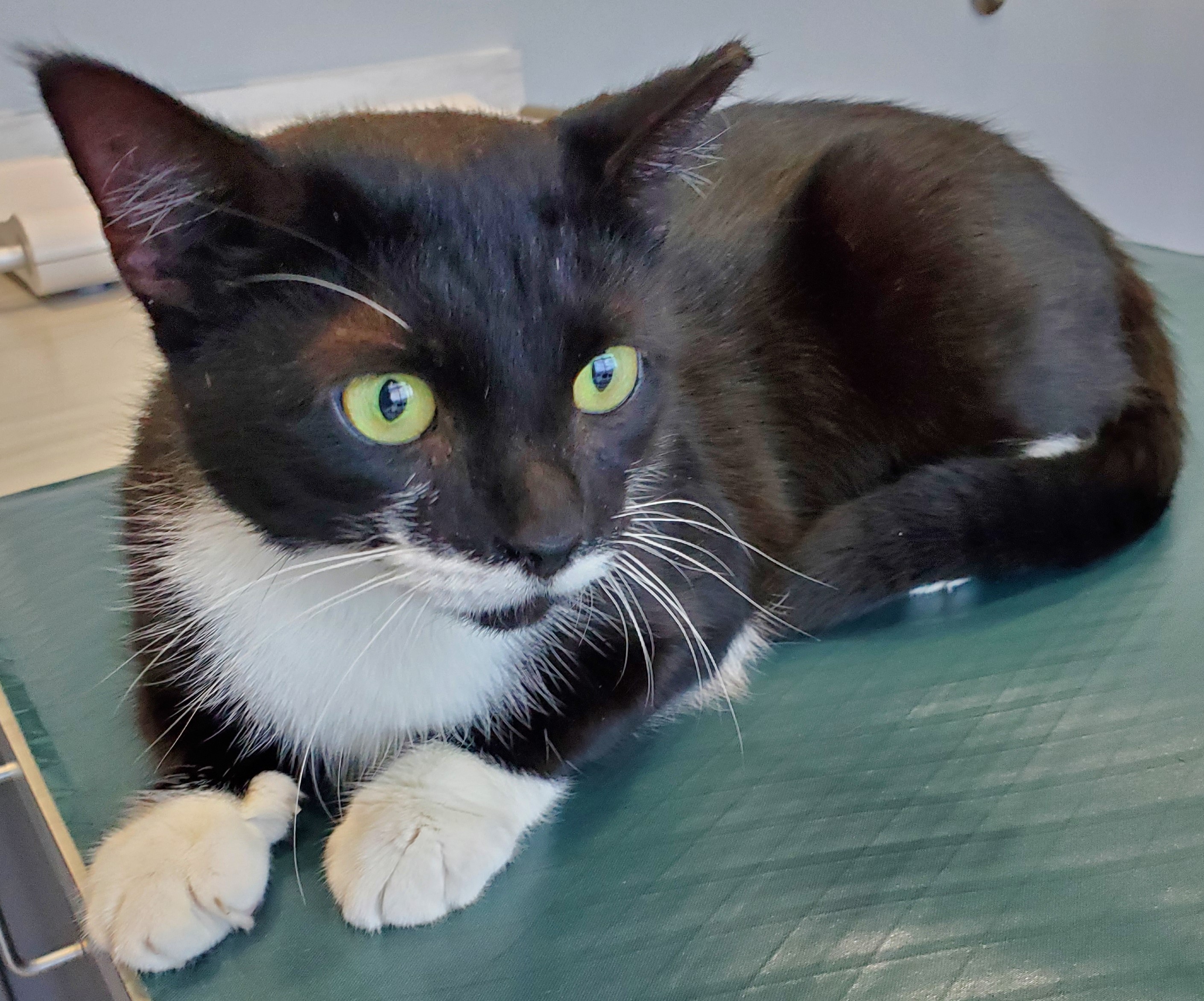 Suzie Q, adoptable, Adult Female Domestic Short Hair.
