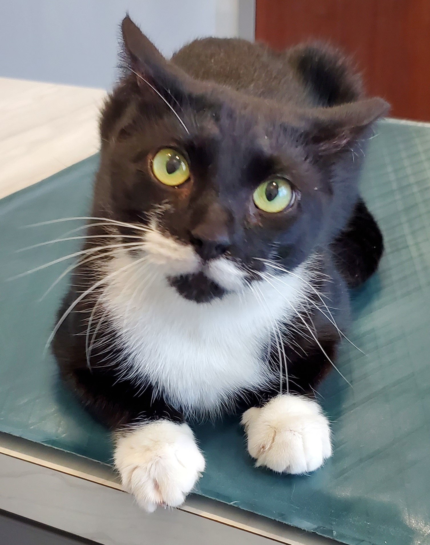 Suzie Q, an adoptable Domestic Short Hair in Smyrna, DE image 2/5