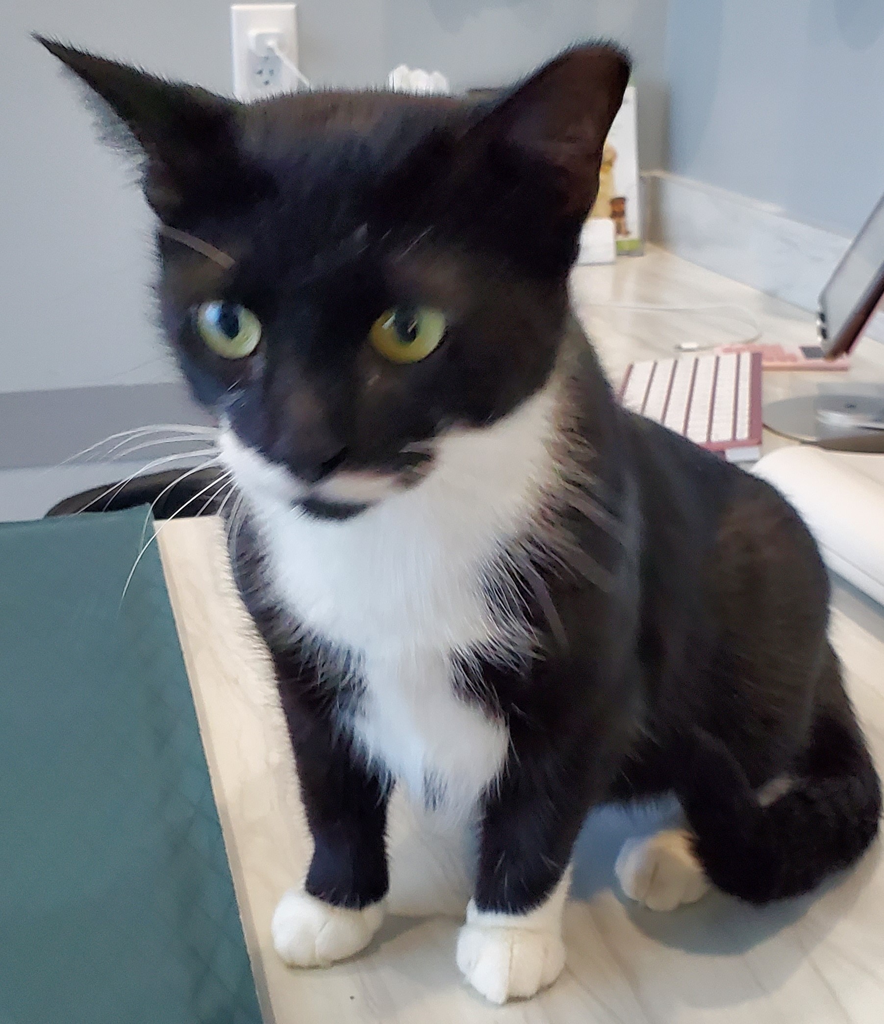 Suzie Q, an adoptable Domestic Short Hair in Smyrna, DE image 3/5