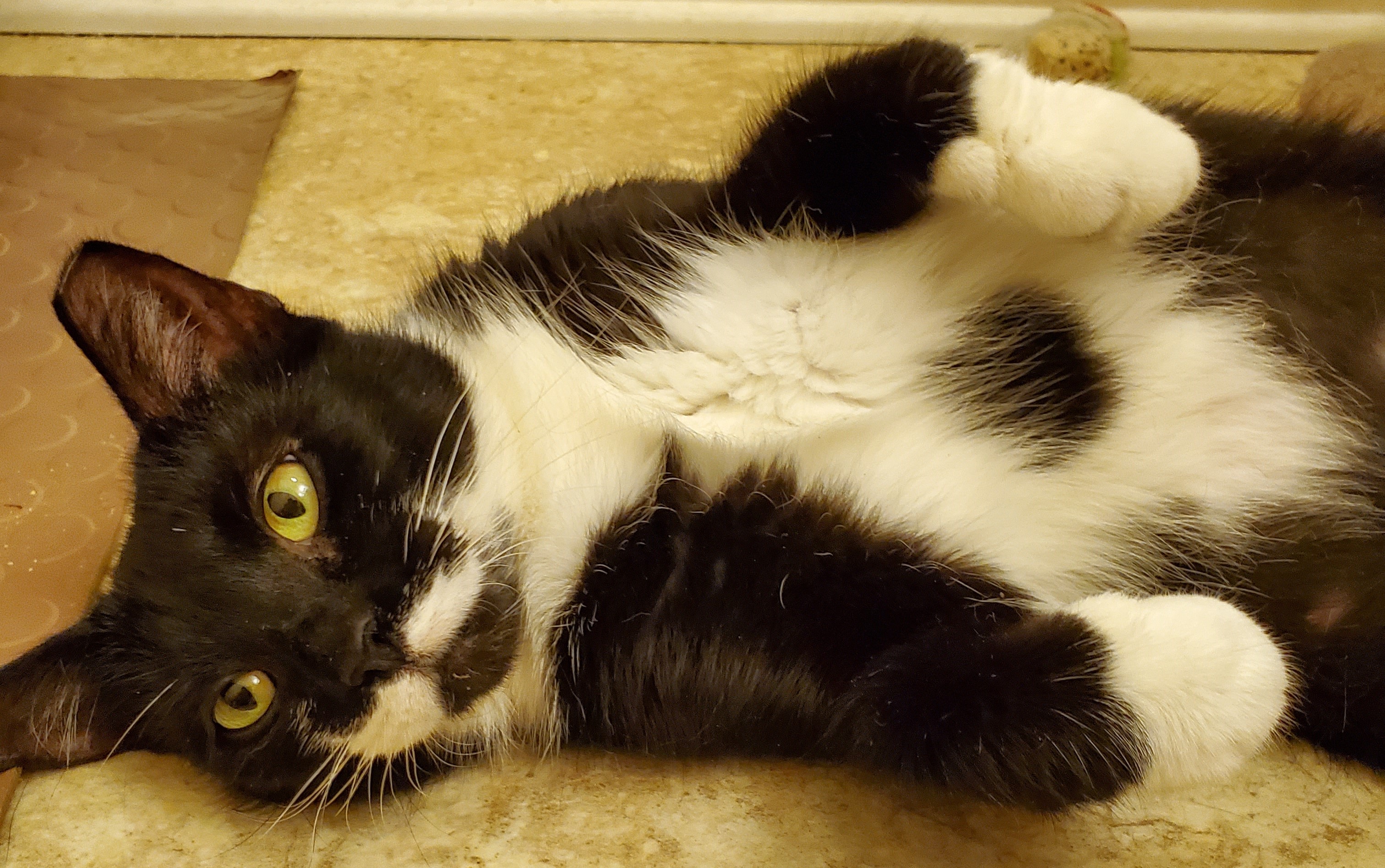 Suzie Q, an adoptable Domestic Short Hair in Smyrna, DE image 4/5