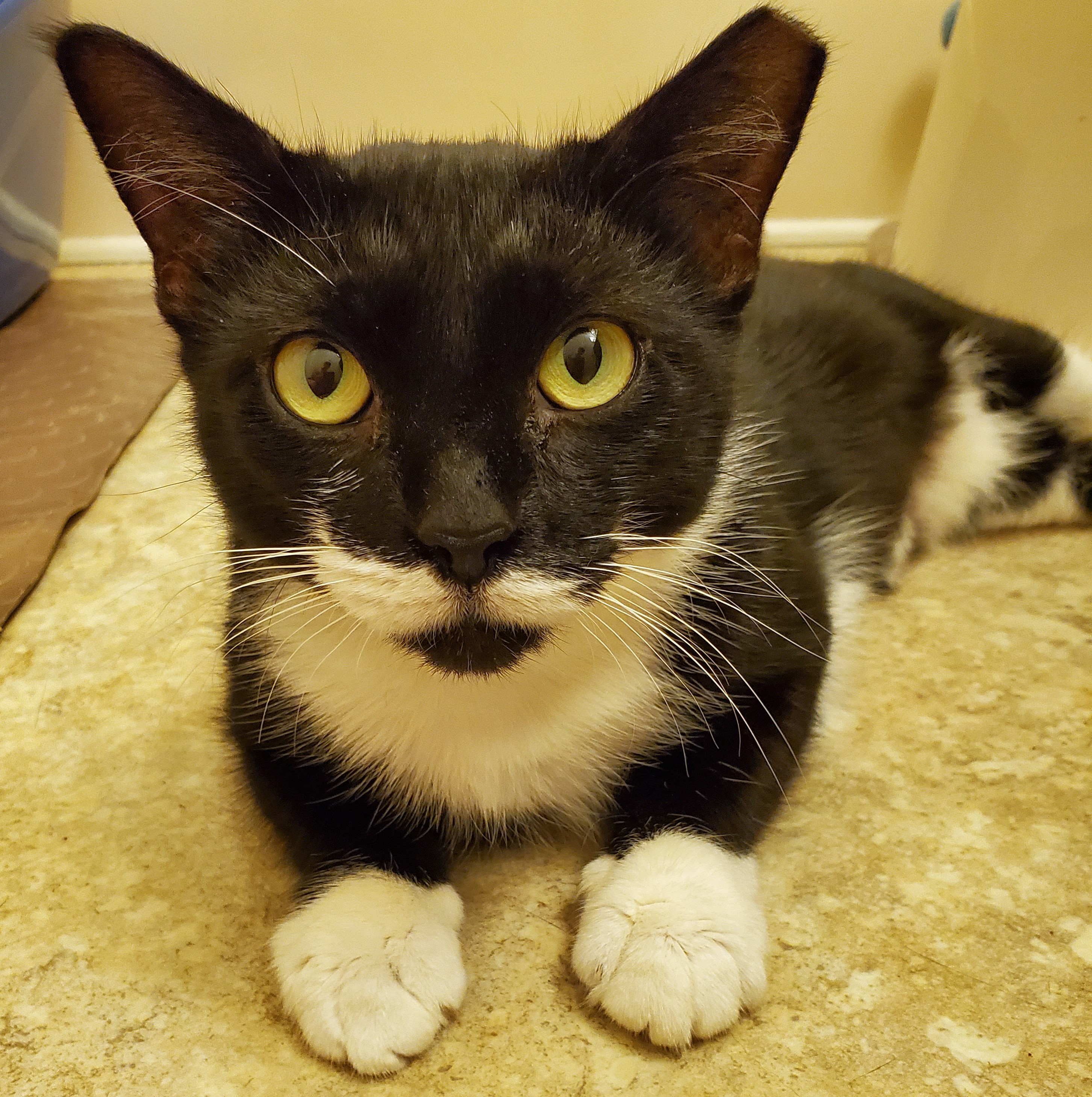 Suzie Q, an adoptable Domestic Short Hair in Smyrna, DE image 5/5
