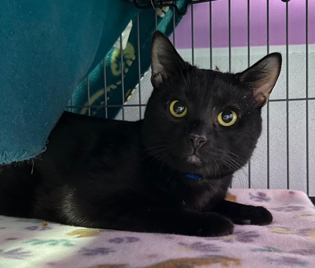 Hershey, Adoptable, Adult Male Domestic Short Hair.