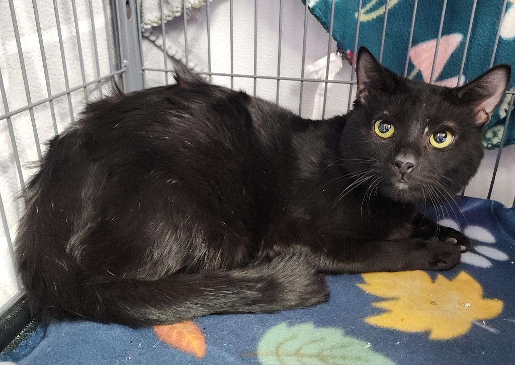 Enlarge Hershey, a Adoptable mixed breed in Washington Court House, OH image 2/2