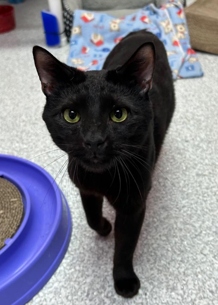 Hershey, a Adoptable mixed breed in Washington Court House, OH image 3/3