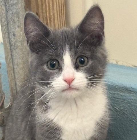 Abbott, Adoptable, Kitten Male Domestic Short Hair.