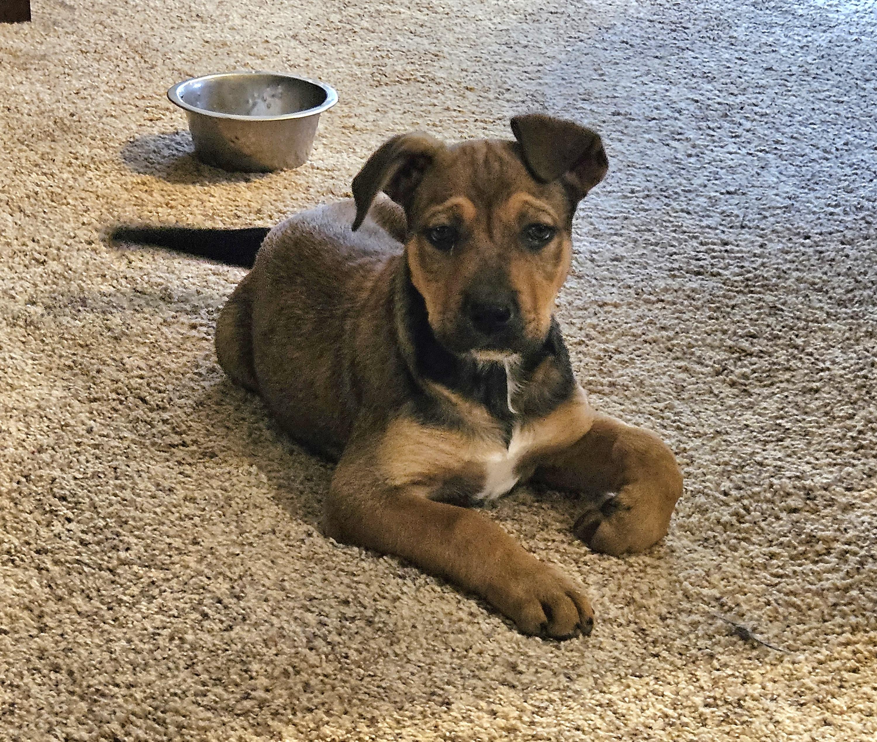 Enlarge Gabriel, an adopted mixed breed in Sioux City, IA image 2/4