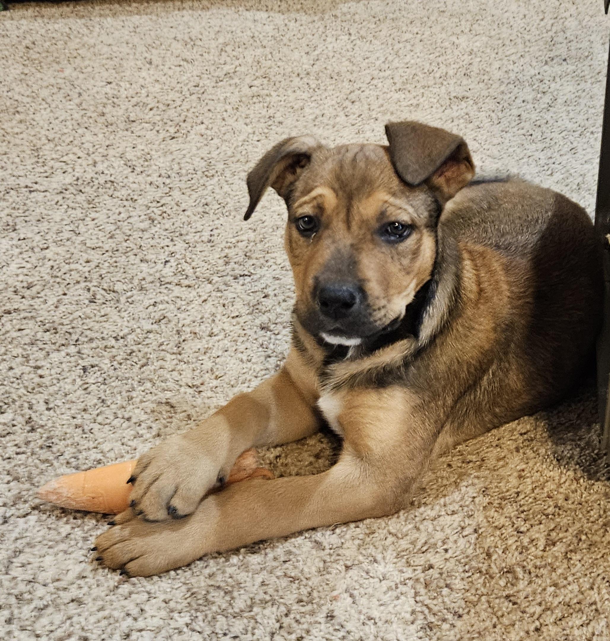 Enlarge Gabriel, an adopted mixed breed in Sioux City, IA image 4/4