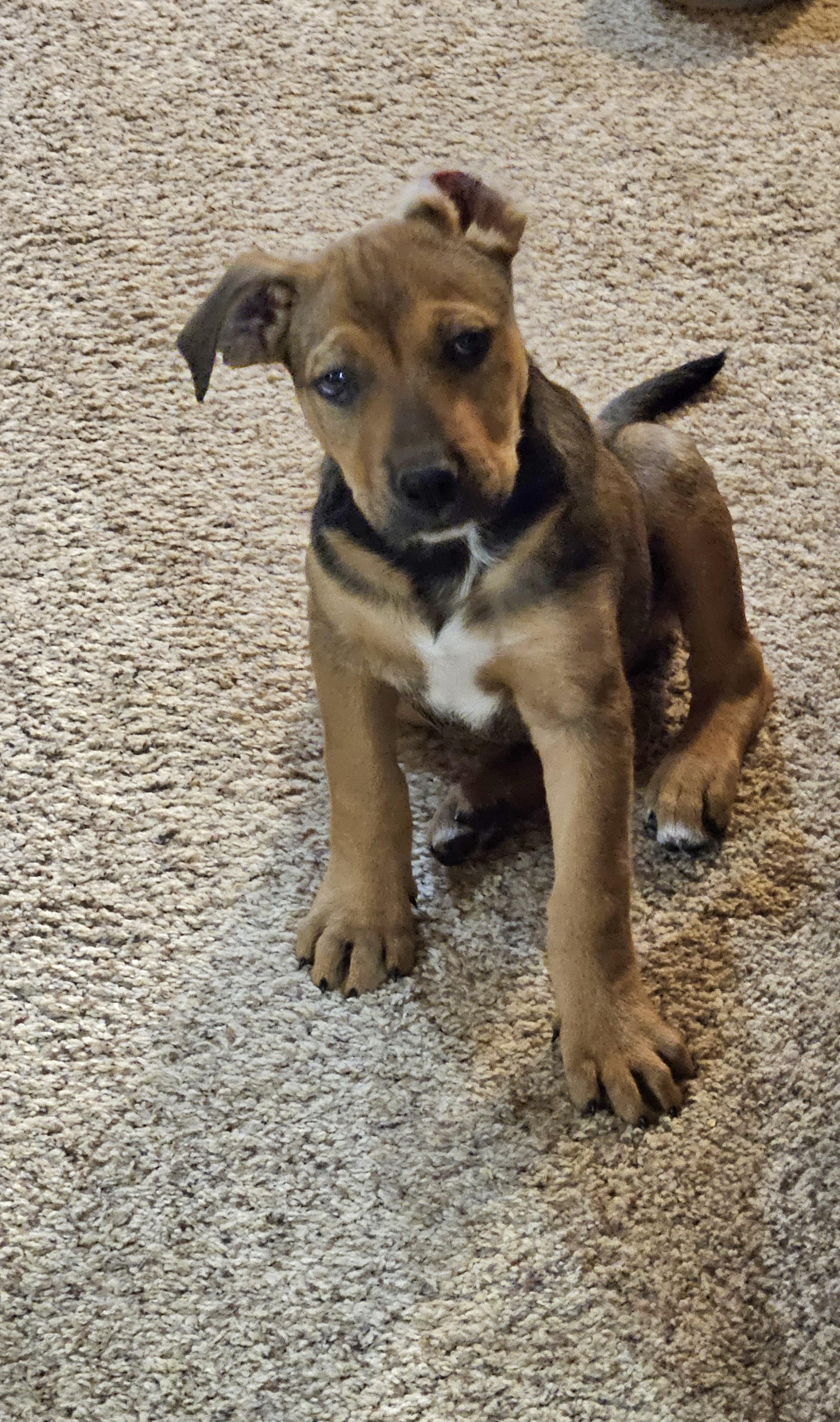 Enlarge Gabriel, an adopted mixed breed in Sioux City, IA image 3/4