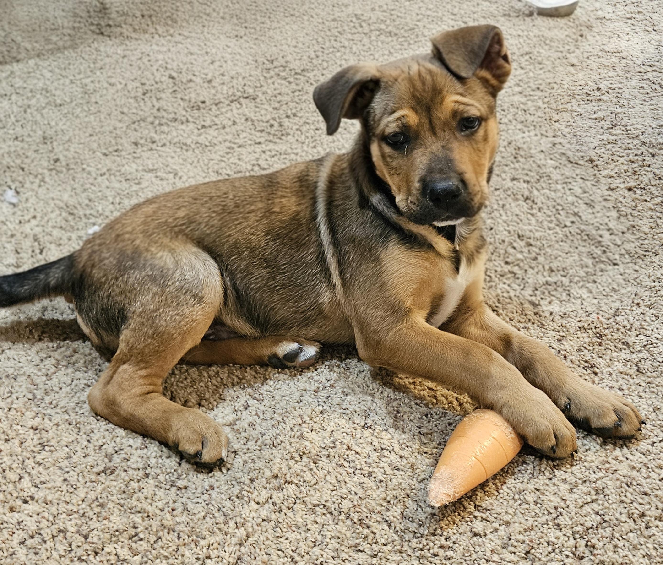 Enlarge Gabriel, an adopted mixed breed in Sioux City, IA image 1/4