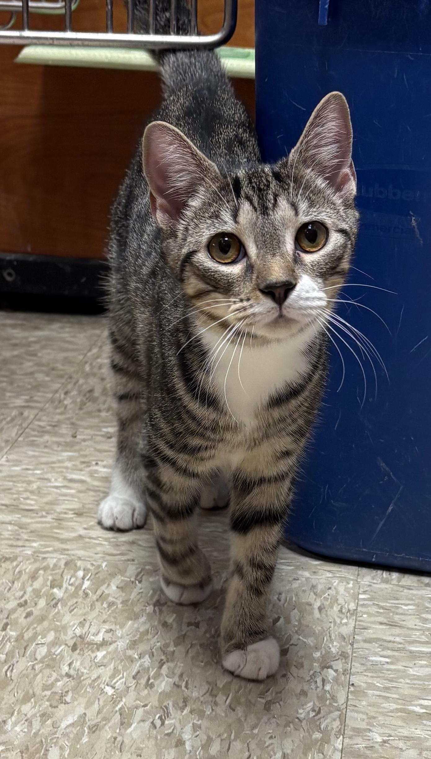 Felipe, Adoptable, Young Male Domestic Short Hair.