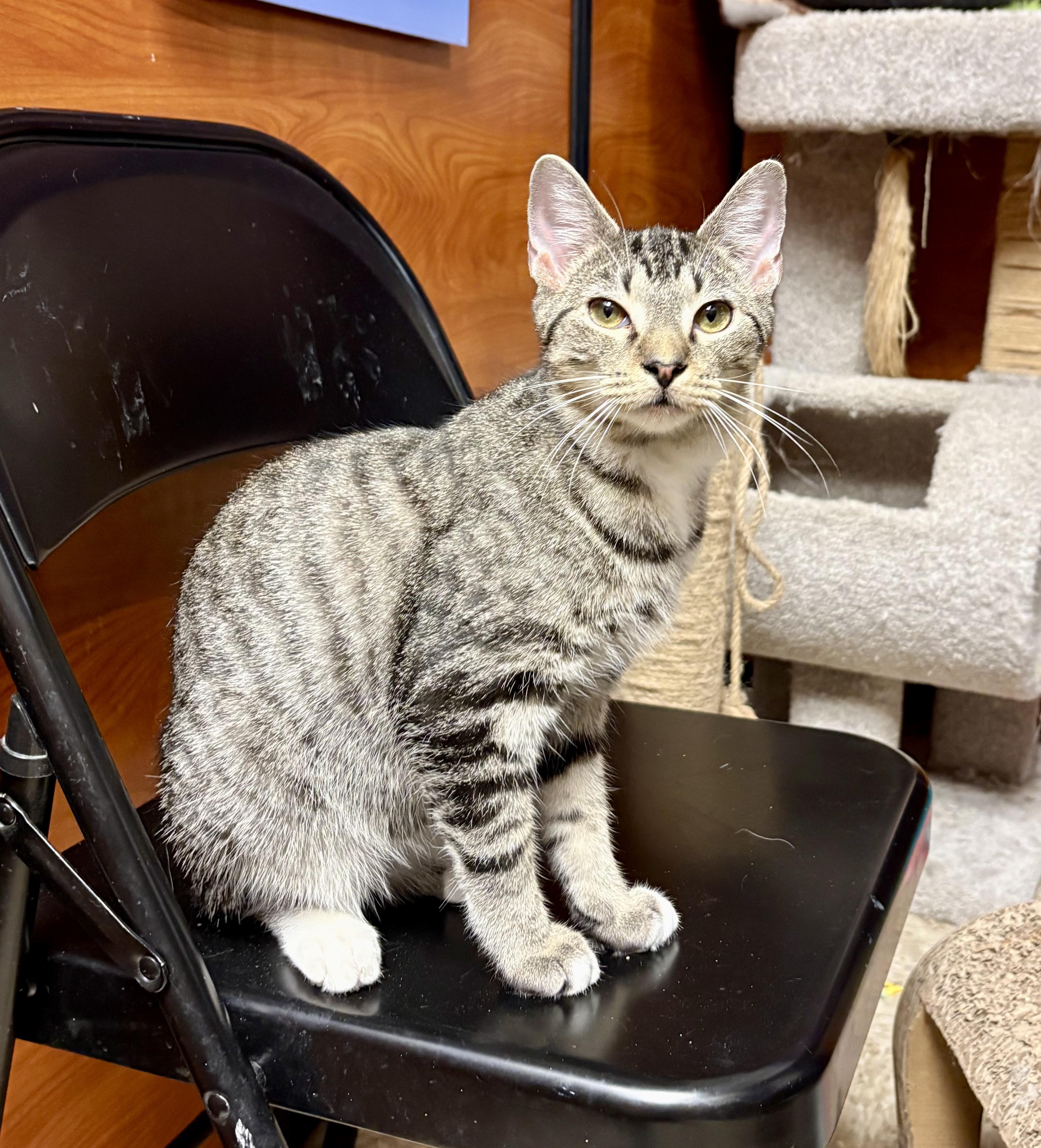 Enlarge Felipe, a Adoptable Domestic Short Hair in Columbia, SC image 2/2