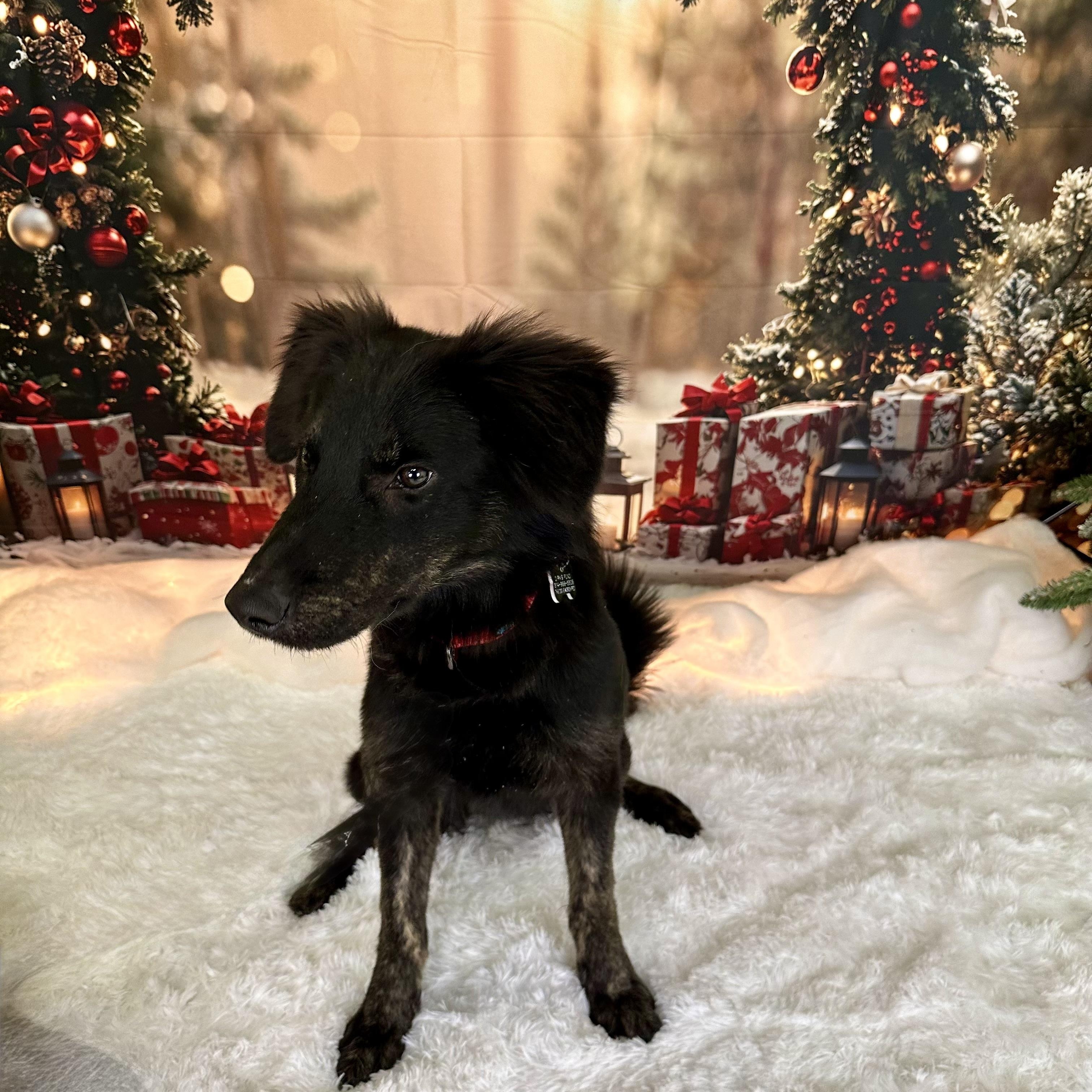 Matilda, ADOPTABLE, Puppy Female German Shepherd Dog.