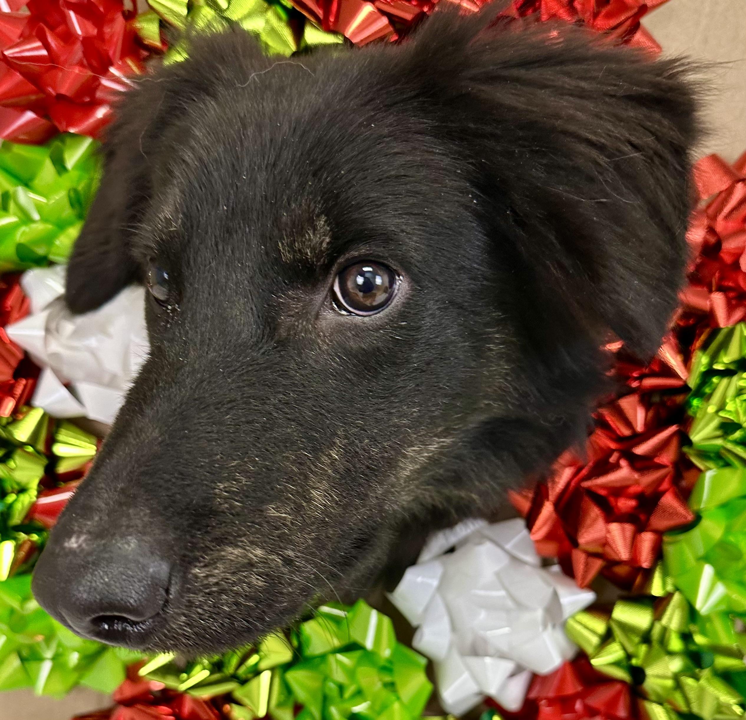 Matilda, a ADOPTABLE German Shepherd Dog in Pacific, MO image 2/2