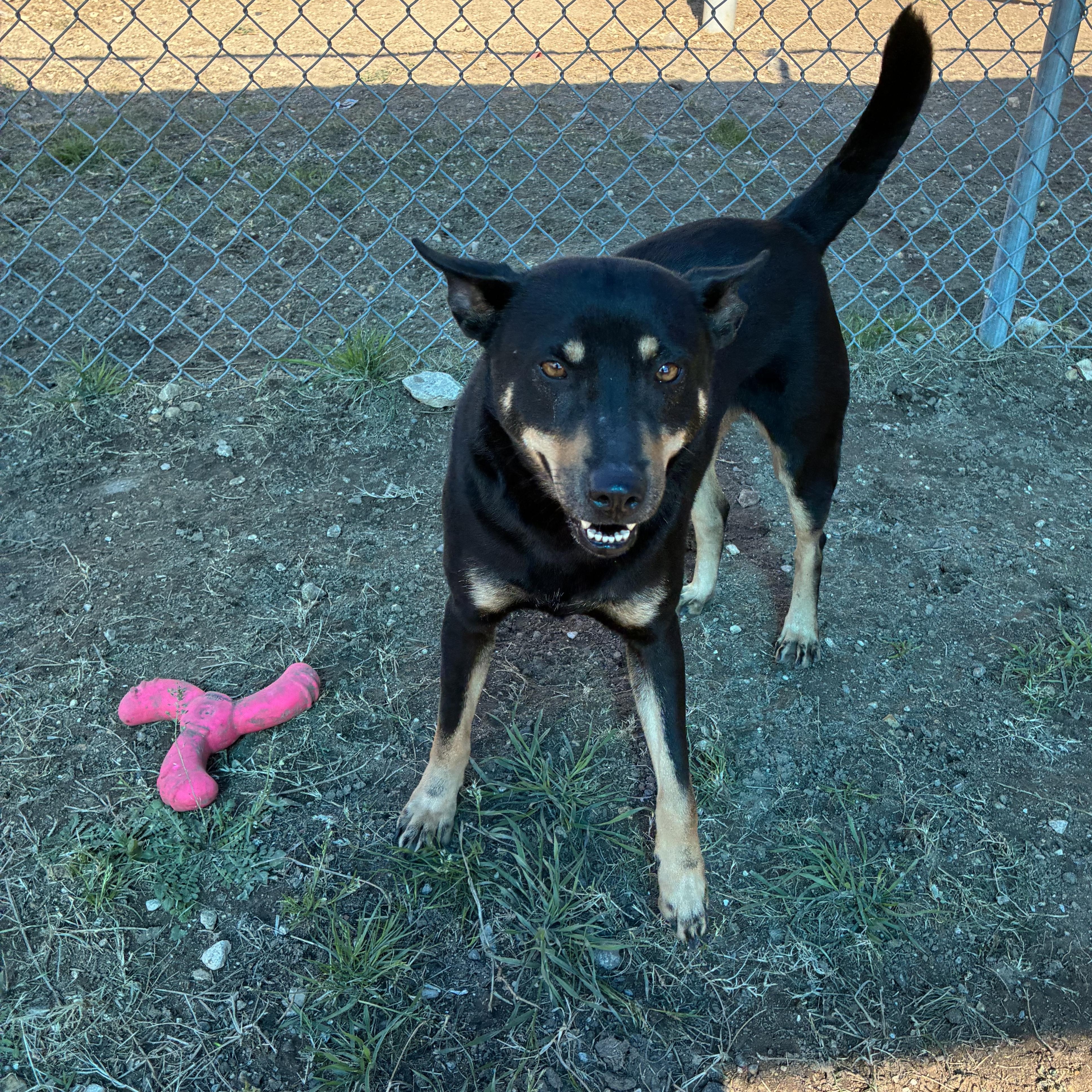 Enlarge Tallahassee, a Adoptable mixed breed in Converse, TX image 5/6