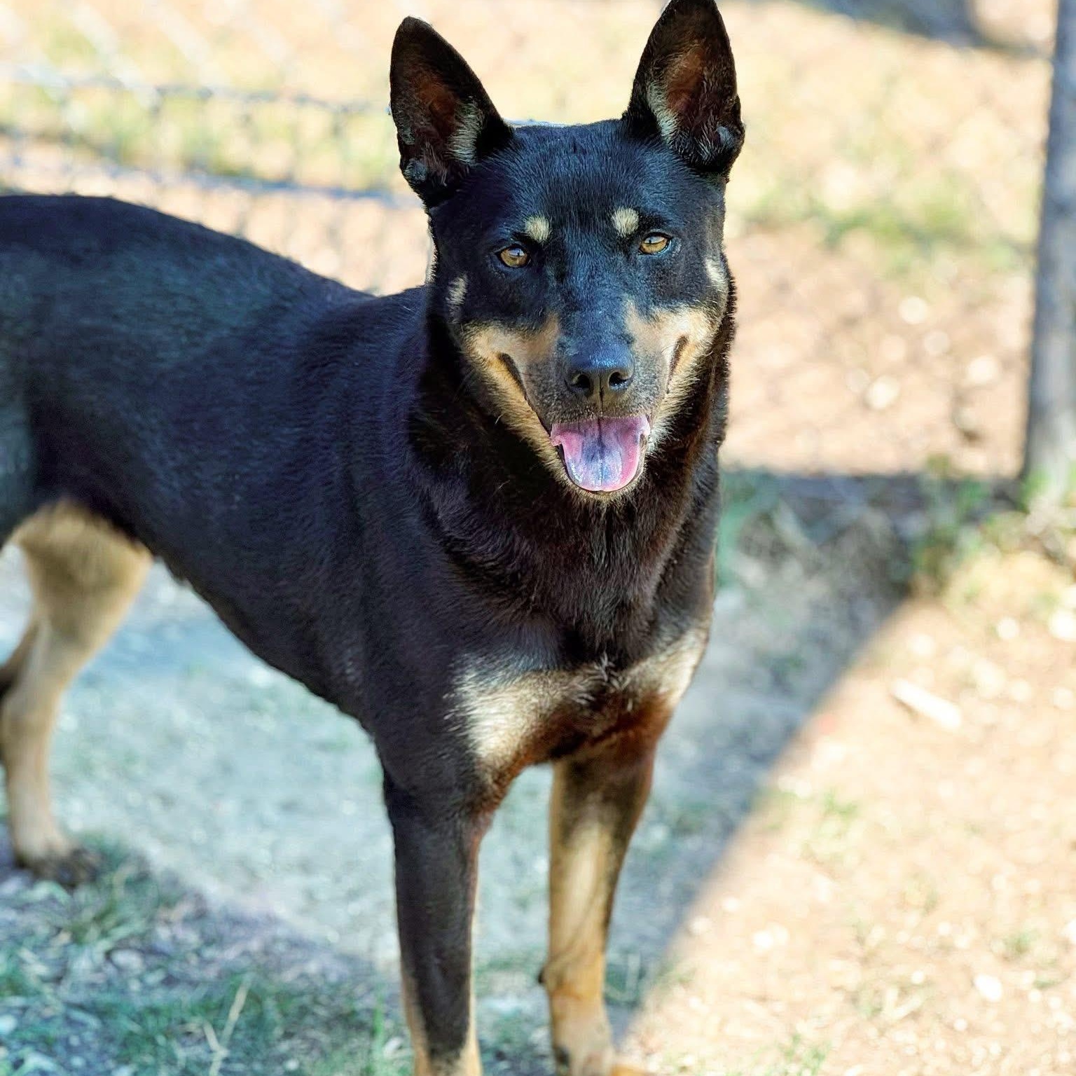 Enlarge Tallahassee, a ADOPTABLE mixed breed in Converse, TX image 1/4