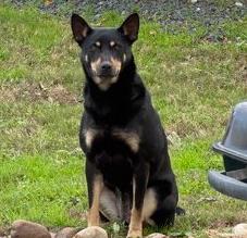 Tallahassee, ADOPTABLE, Adult Female Australian Kelpie.