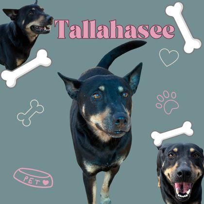 Enlarge Tallahassee, a ADOPTABLE mixed breed in Converse, TX image 3/4