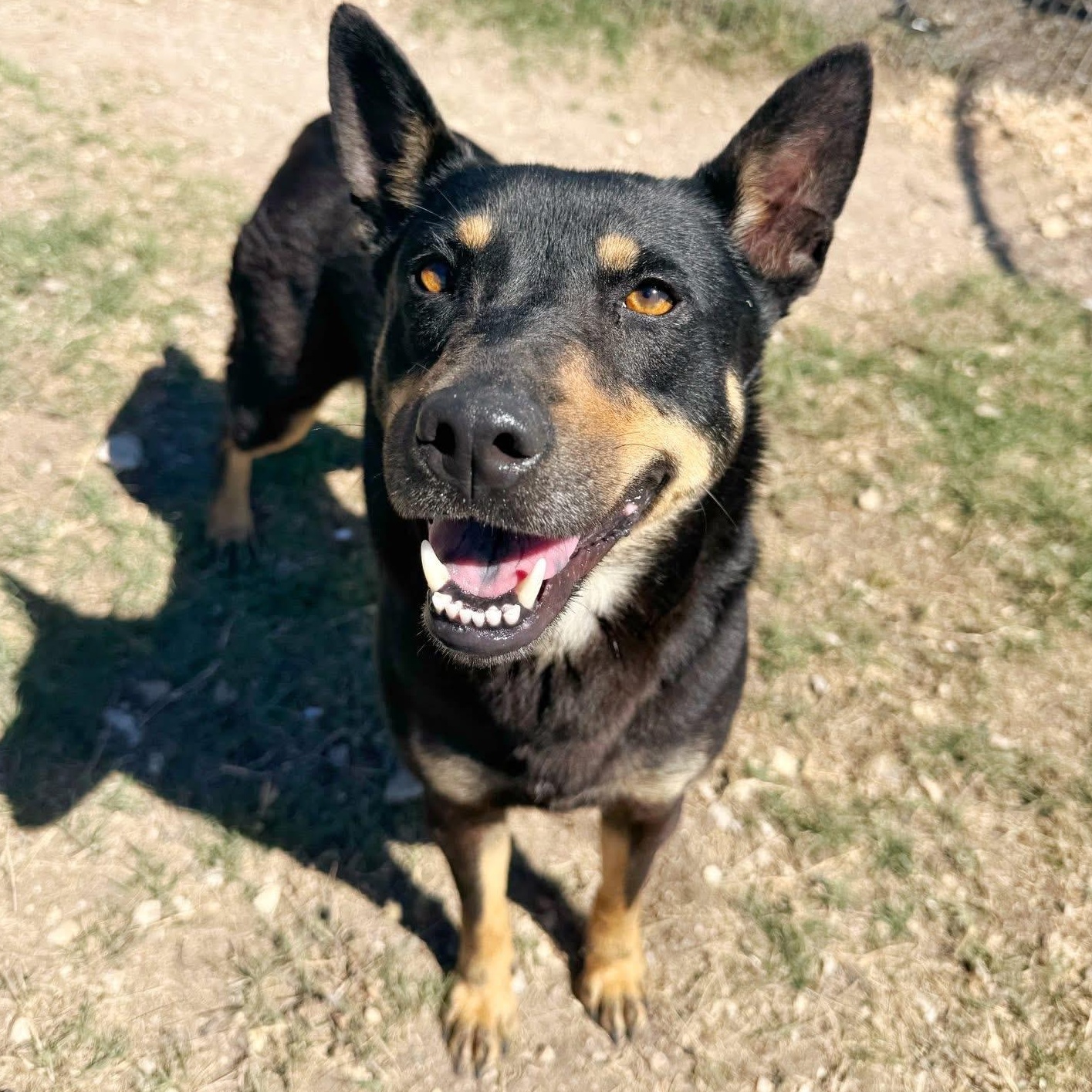 Enlarge Tallahassee, a ADOPTABLE mixed breed in Converse, TX image 2/4