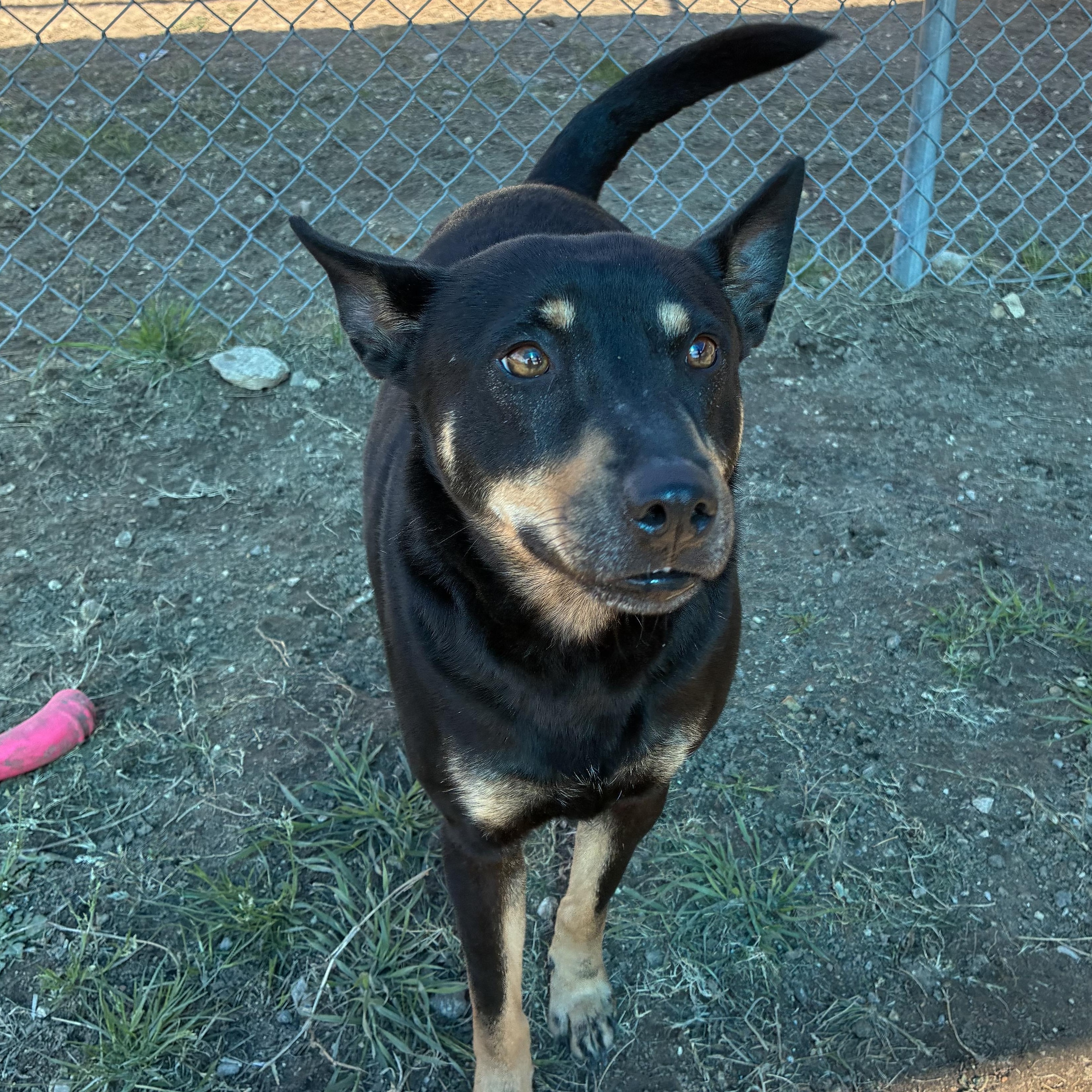 Enlarge Tallahassee, a Adoptable mixed breed in Converse, TX image 6/6