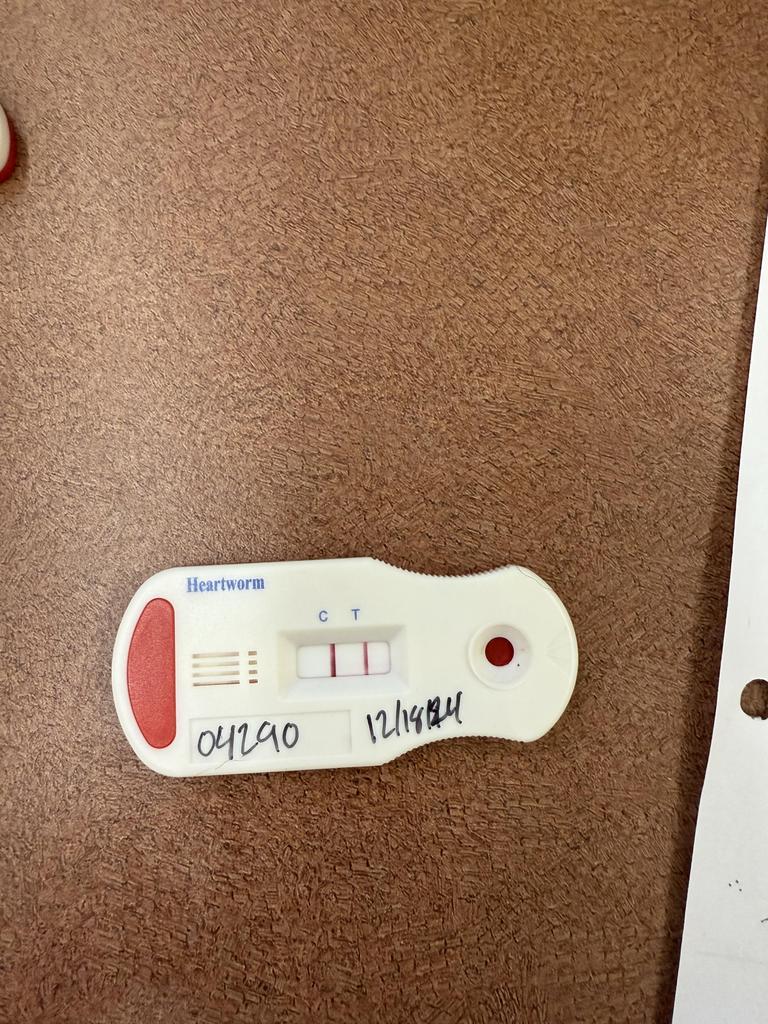 Enlarge BELUGA, a Adoptable mixed breed in Florence, SC image 1/4