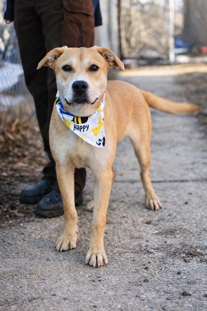 Jojo — thumbnail 2