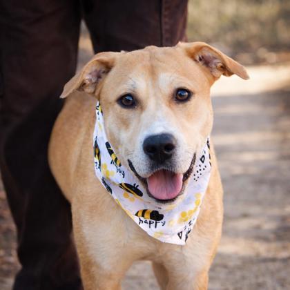 Jojo — thumbnail 3