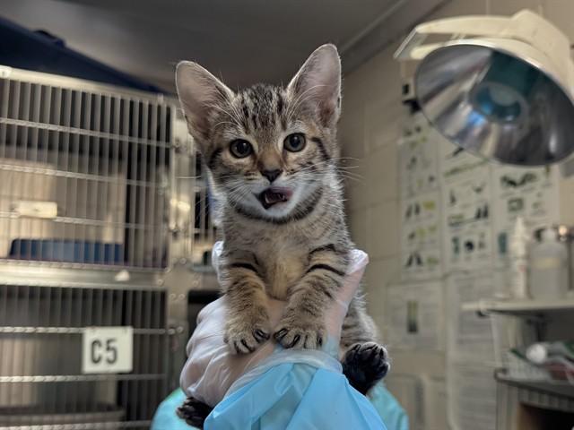 SWIRLA — thumbnail 2