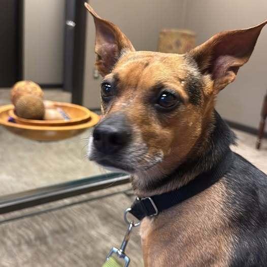 7489 Janette, Adoptable, Adult Female Rat Terrier & Mixed Breed.