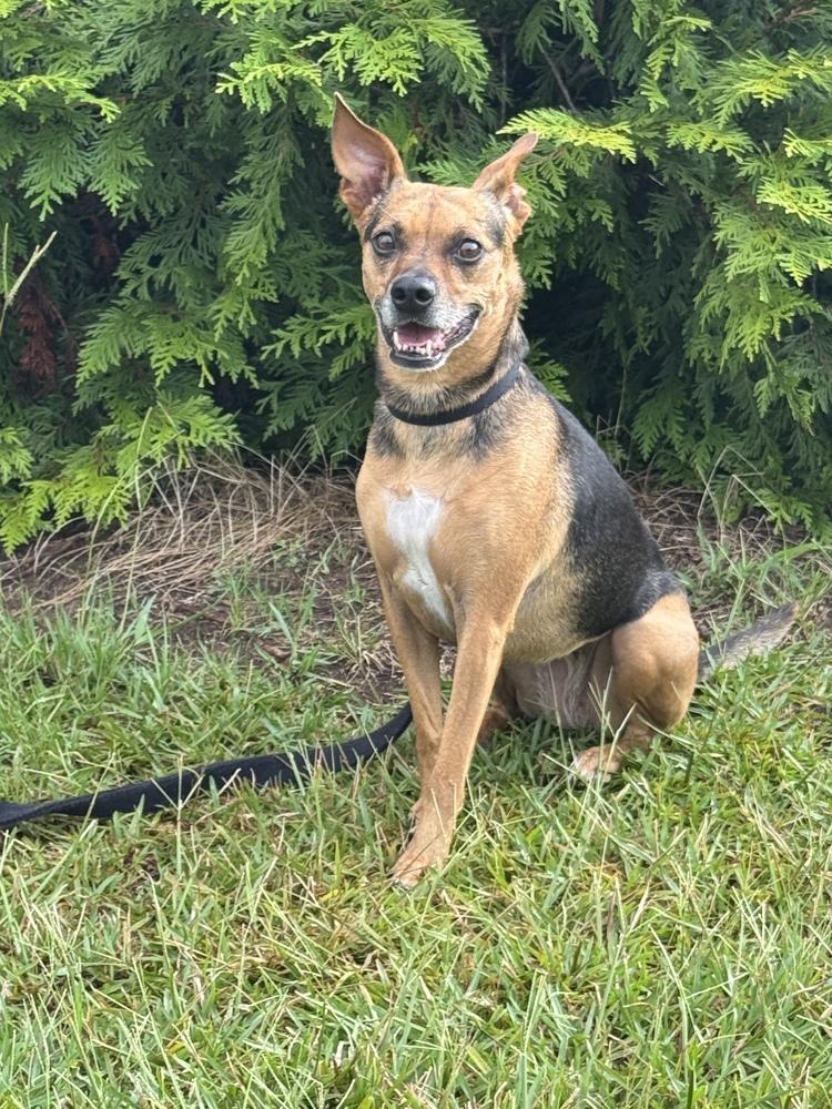 7489 Janette, a Adoptable mixed breed in Hartwell, GA image 2/6