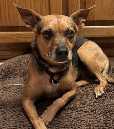 7489 Janette, a Adoptable mixed breed in Hartwell, GA image 3/6