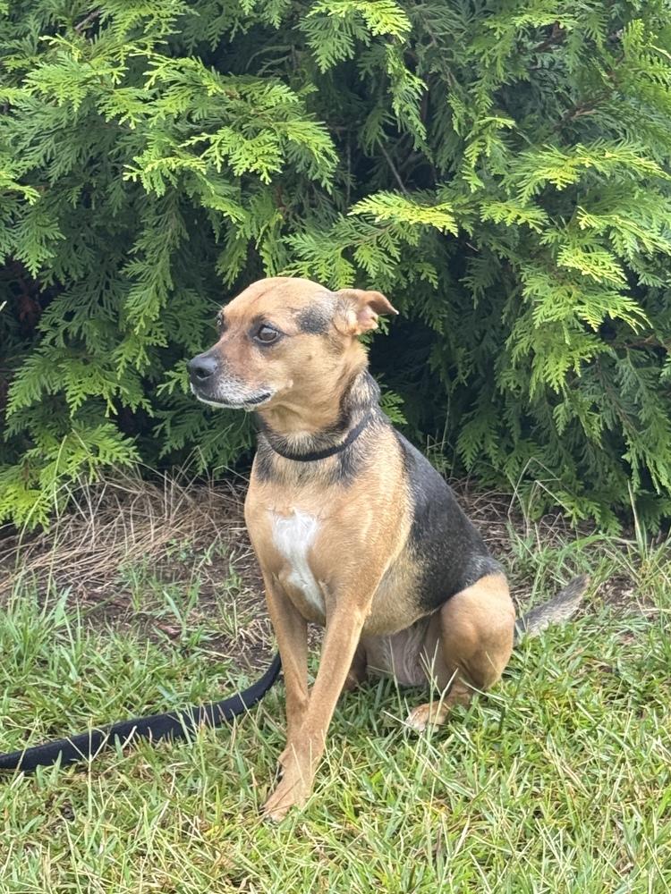 7489 Janette, a Adoptable mixed breed in Hartwell, GA image 4/6