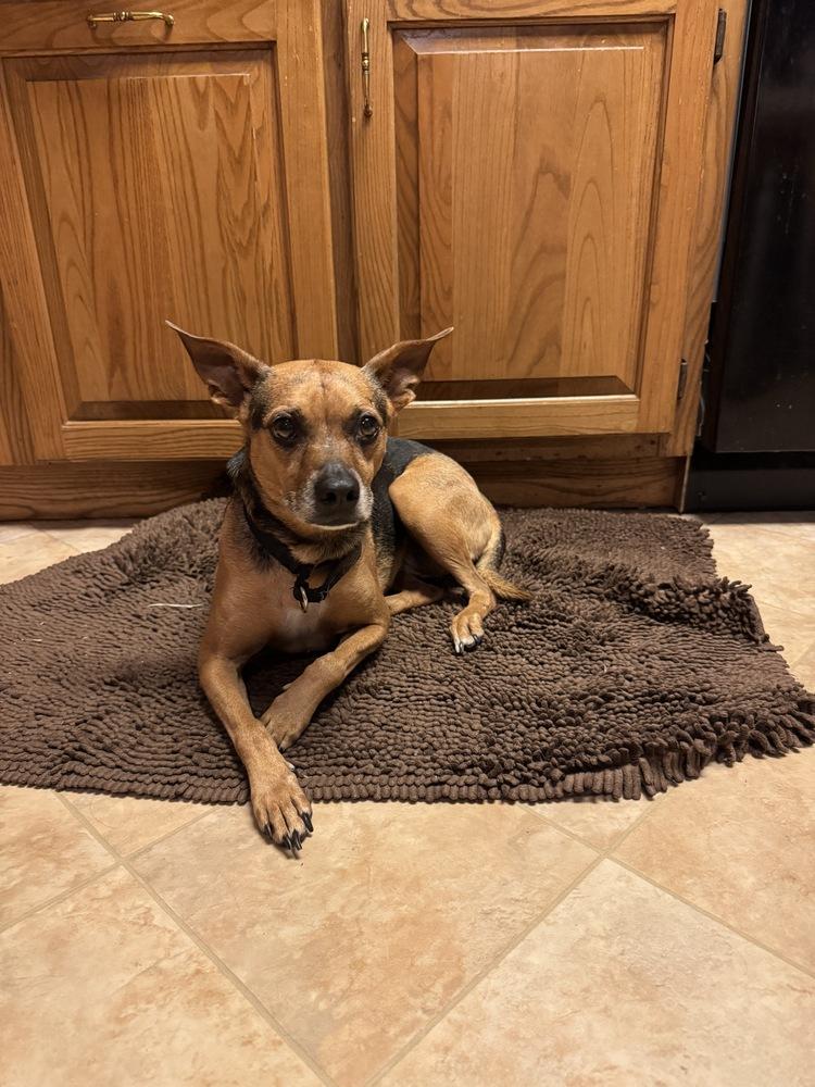 7489 Janette, a Adoptable mixed breed in Hartwell, GA image 5/6